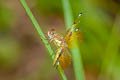 Blue-tailed Yellow Skimmer Palpopleura sexmaculata (Asian Widow)