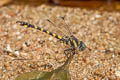 Yellow-banded Hooktail Paragomphus capricornis 