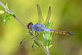 Yellow-tailed Sahy Skimmer Potamarcha congener (Blue Chaser)