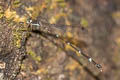 Khao Soi Dao Forest Damsel Protosticta khaosoidaoensis