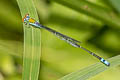 Saffron-faced Blue Dart Pseudagrion rubriceps (Orange-faced Sprite, Red-headed Sprite)