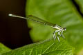 Black-kneed Featherlegs Pseudocopera ciliata 