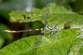 Rhinagrion viridatum 