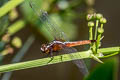 Spine-legged Redbolt Rhodothemis rufa (Ruby Darter, Rufous Marsh Glider)