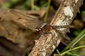 Spine-legged Redbolt Rhodothemis rufa (Ruby Darter, Rufous Marsh Glider)