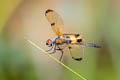 Yellow-barred Flutterer Rhyothemis phyllis (Yellow-striped Flutterer)