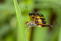 Common Picture-wing Rhyothemis variegata 