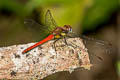 Sympetrum hypomelas