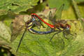 Sympetrum hypomelas