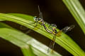 Pygmy Skimmer Tetrathemis platyptera 