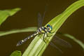 Pygmy Skimmer Tetrathemis platyptera 