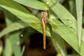 Coral-tailed Cloud-wing Tholymis tillarga (White-barred Dusk Hawk)