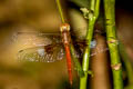 Coral-tailed Cloud-wing Tholymis tillarga (White-barred Dusk Hawk)