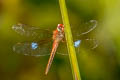 Coral-tailed Cloud-wing Tholymis tillarga (White-barred Dusk Hawk)