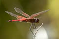 Ocean Glider Tramea transmarina euryale