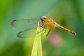 Crimson Dropwing Trithemis aurora (Crimson Marsh Glider)