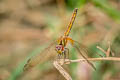 Crimson Dropwing Trithemis aurora (Crimson Marsh Glider)