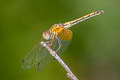 Crimson Dropwing Trithemis aurora (Crimson Marsh Glider)