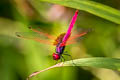 Crimson Dropwing Trithemis aurora (Crimson Marsh Glider)