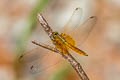 Crimson Dropwing Trithemis aurora (Crimson Marsh Glider)