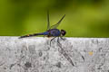 Indigo Dropwing Trithemis festiva (Black Stream Glider)