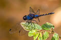 Indigo Dropwing Trithemis festiva (Black Stream Glider)