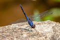 Indigo Dropwing Trithemis festiva (Black Stream Glider)