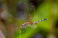 Dancing Dropwing Trithemis pallidinervis (Long-legged Marsh Glider)