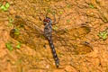 Treehugger Tyriobapta torrida 