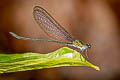 Metallic Green Demoiselle Vestalis amoena