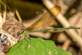 Clear-winged Forest Glory Vestalis gracilis