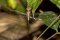 Iridescent Stream Glider Zygonyx iris malayana 