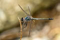 Iridescent Stream Glider Zygonyx iris malayana 