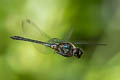 Iridescent Stream Glider Zygonyx iris malayana 