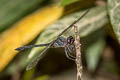 Iridescent Stream Glider Zygonyx iris malayana 