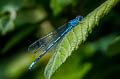 Azure Damselfly Coenagrion puella