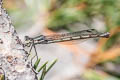 Northern Spreadwing Lestes disjunctus