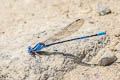 Vivid Dancer Argia vivida 