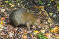 Brown Agouti Dasyprocta variegata 