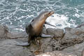 Galapagos Sea Lion Zalophus wollebaeki