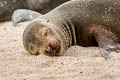 Galapagos Sea Lion Zalophus wollebaeki