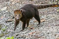 South American Coati Nasua nasua