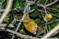 Keast's Tube-nosed Fruit Bat Nyctimene keasti