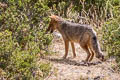 Andean Fox Lycalopex culpaeus (Culpeo)