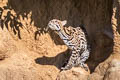 Ocelot Leopardus pardalis