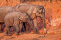 Asian Elephant Elephas maximus