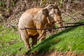 Asian Elephant Elephas maximus