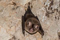 Bicoloured Roundleaf Bat Hipposideros bicolor (Bicoloured Leaf-nosed Bat)