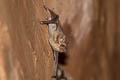 Black-bearded Tomb Bat Taphozous melanopogon