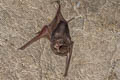 Black-bearded Tomb Bat Taphozous melanopogon